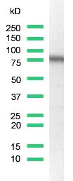 Western blot - Anti-CD44 antibody [SP37] (AB101531)