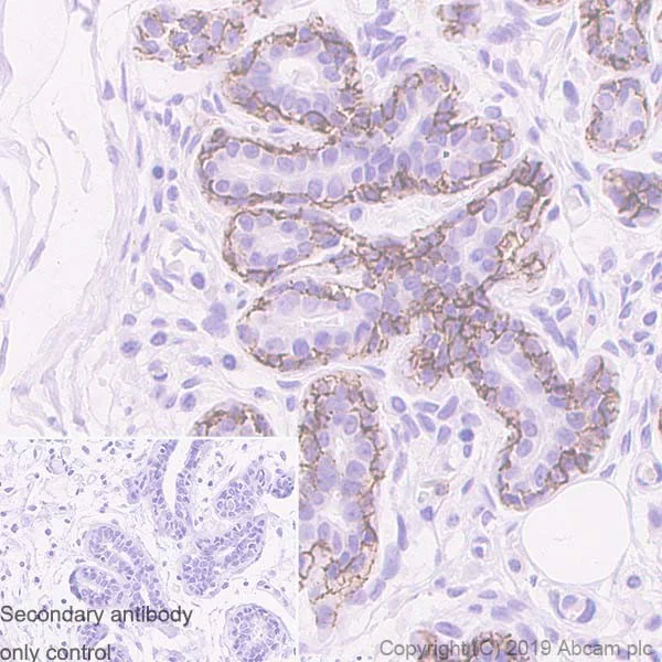Immunohistochemistry (Formalin/PFA-fixed paraffin-embedded sections) - Anti-CD44v6 antibody [2F10] (AB254174)