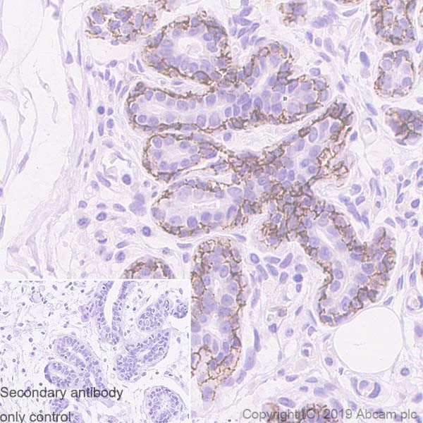 Immunohistochemistry (Formalin/PFA-fixed paraffin-embedded sections) - Anti-CD44v6 antibody [2F10] - BSA and Azide free (AB255931)