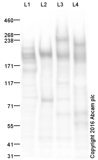 Western blot - Anti-CD45 antibody (ab10558), expandable thumbnail