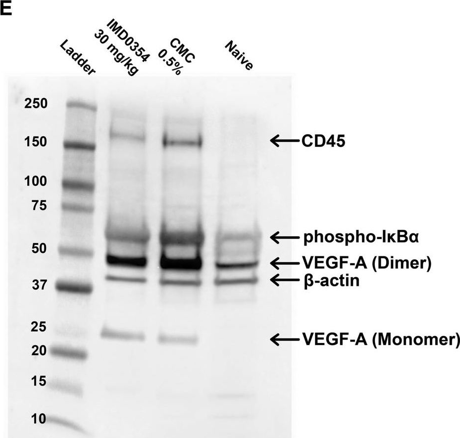 Western blot - Anti-CD45 antibody (ab10558), expandable thumbnail