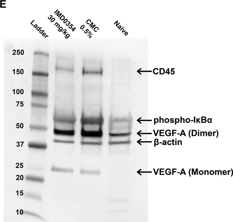 Western blot - Anti-CD45 antibody (AB10558)