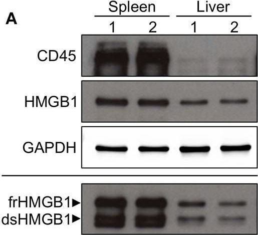 Western blot - Anti-CD45 antibody (ab10558), expandable thumbnail