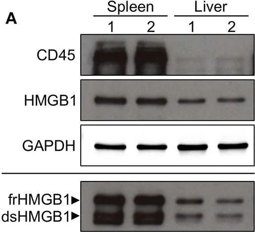 Western blot - Anti-CD45 antibody (AB10558)