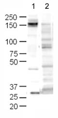 Western blot - Anti-CD45 antibody (ab10558), expandable thumbnail