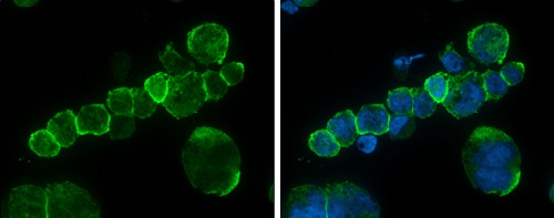Immunocytochemistry/ Immunofluorescence - Anti-CD45 antibody (AB154885), expandable thumbnail