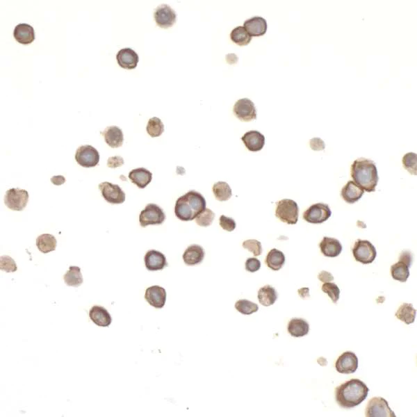 Immunocytochemistry - Anti-CD45 antibody [BL-178-12C7] (AB243869)