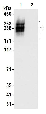 Immunoprecipitation - Anti-CD45 antibody [BL-178-12C7] (AB243869)