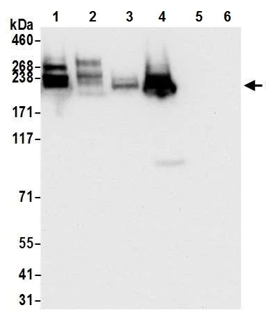 Western blot - Anti-CD45 antibody [BL-178-12C7] (AB243869)