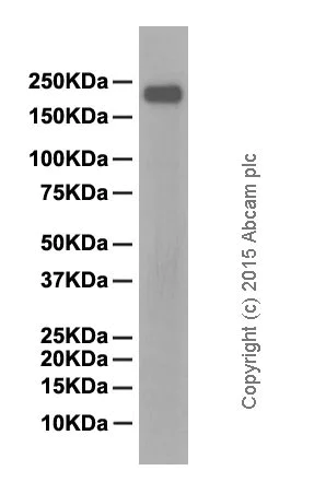 Western blot - Anti-CD45 antibody [EP322Y] (AB40763)
