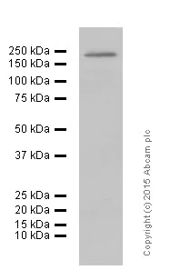 Western blot - Anti-CD45 antibody [EP322Y] (AB40763)