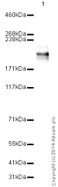 Western blot - Anti-CD45 antibody [EP322Y] (AB40763)