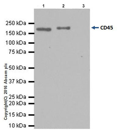 Immunoprecipitation - Anti-CD45 antibody [EPR20033] (AB208022), expandable thumbnail