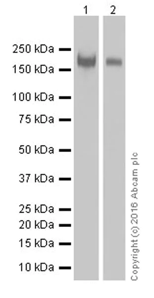 Western blot - Anti-CD45 antibody [EPR20033] (AB208022)