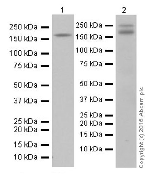 Western blot - Anti-CD45 antibody [EPR20033] (ab208022), expandable thumbnail