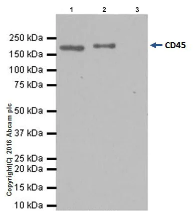 Immunoprecipitation - Anti-CD45 antibody [EPR20033] - BSA and Azide free (AB229292)