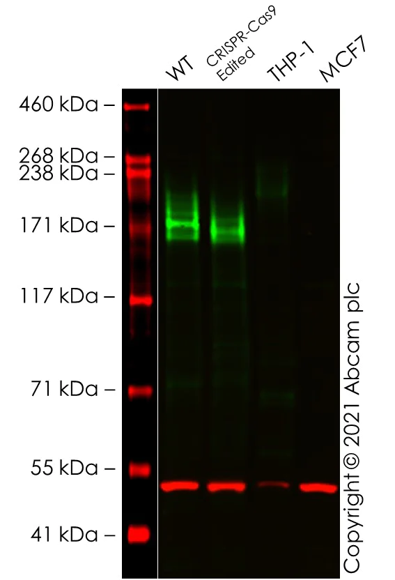 Western blot - Anti-CD45 antibody [EPR20033] - BSA and Azide free (AB229292)