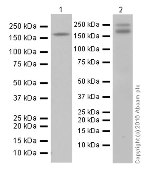 Western blot - Anti-CD45 antibody [EPR20033] - BSA and Azide free (AB229292)