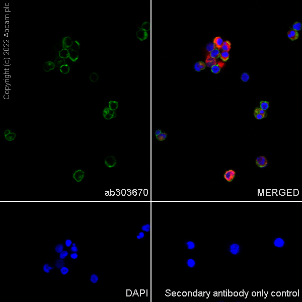 Immunocytochemistry/ Immunofluorescence - Anti-CD45 antibody [EPR27167-58] (AB303670), expandable thumbnail