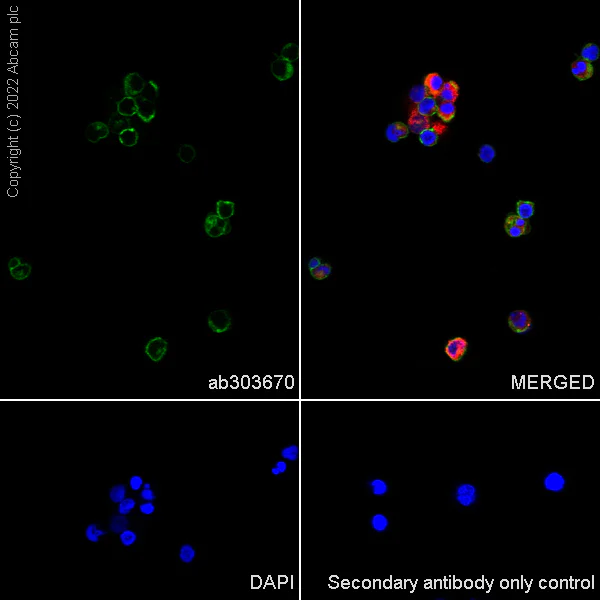 Immunocytochemistry/ Immunofluorescence - Anti-CD45 antibody [EPR27167-58] - BSA and Azide free (AB303671)