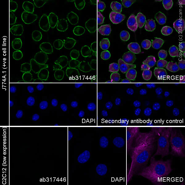 Immunocytochemistry/ Immunofluorescence - Anti-CD45 antibody [EPR28934-536] - BSA and Azide free (AB317447)