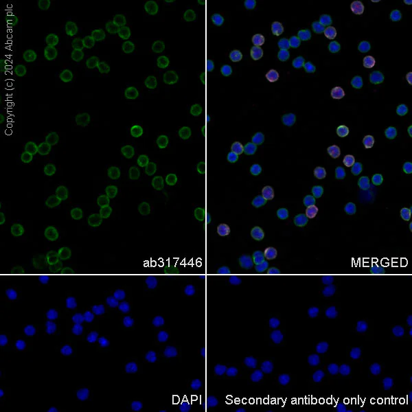 Immunocytochemistry/ Immunofluorescence - Anti-CD45 antibody [EPR28934-536] - BSA and Azide free (AB317447)