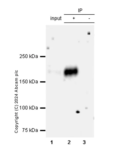 Immunoprecipitation - Anti-CD45 antibody [EPR28934-536] - BSA and Azide free (AB317447)
