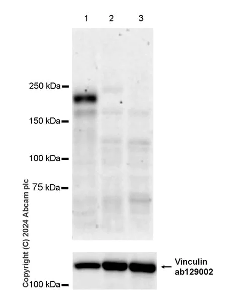 Western blot - Anti-CD45 antibody [EPR28934-536] - BSA and Azide free (AB317447)