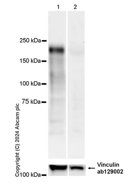 Western blot - Anti-CD45 antibody [EPR28934-536] - BSA and Azide free (AB317447)