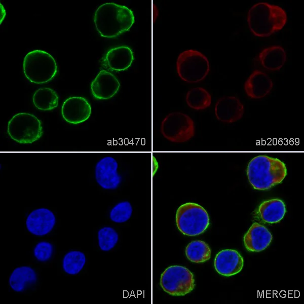 Immunocytochemistry/ Immunofluorescence - Anti-CD45 antibody [F10-89-4] - BSA and Azide free (AB230296)