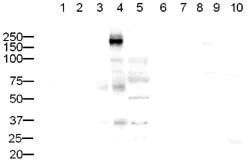 Western blot - Anti-CD45 antibody - Hematopoietic Stem Cell Marker (AB10559)