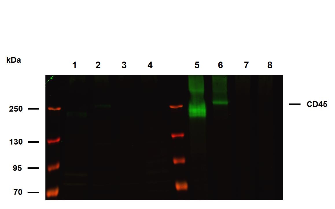 Western blot - Anti-CD45 antibody [HI30] (AB269347), expandable thumbnail