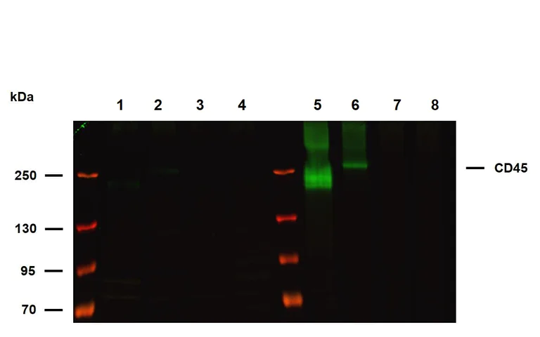 Western blot - Anti-CD45 antibody [HI30] (AB269347)