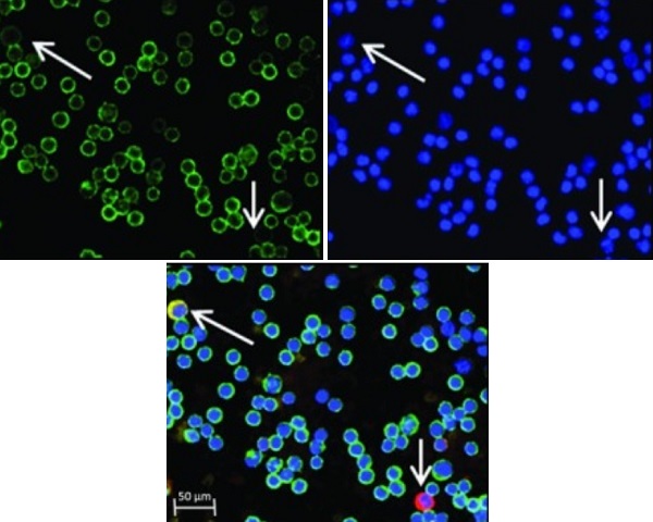 Immunocytochemistry/ Immunofluorescence - Anti-CD45 antibody [MEM-28] (AB8216), expandable thumbnail