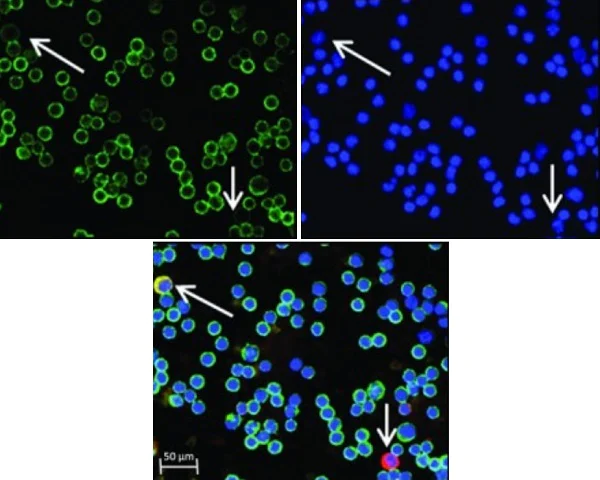Immunocytochemistry/ Immunofluorescence - Anti-CD45 antibody [MEM-28] (AB8216)