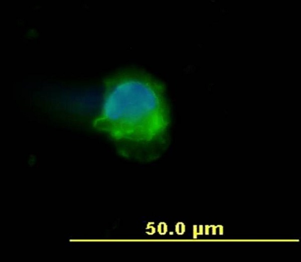 Immunocytochemistry/ Immunofluorescence - Anti-CD45 antibody [MEM-28] (ab8216), expandable thumbnail