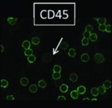 Immunocytochemistry/ Immunofluorescence - Anti-CD45 antibody [MEM-28] (AB8216), expandable thumbnail