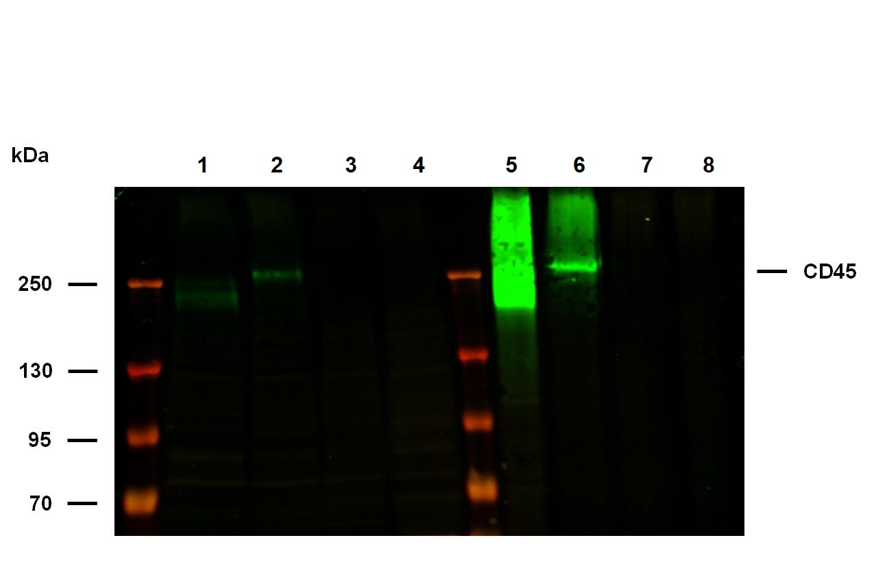 Western blot - Anti-CD45 antibody [MEM-28] (ab8216), expandable thumbnail
