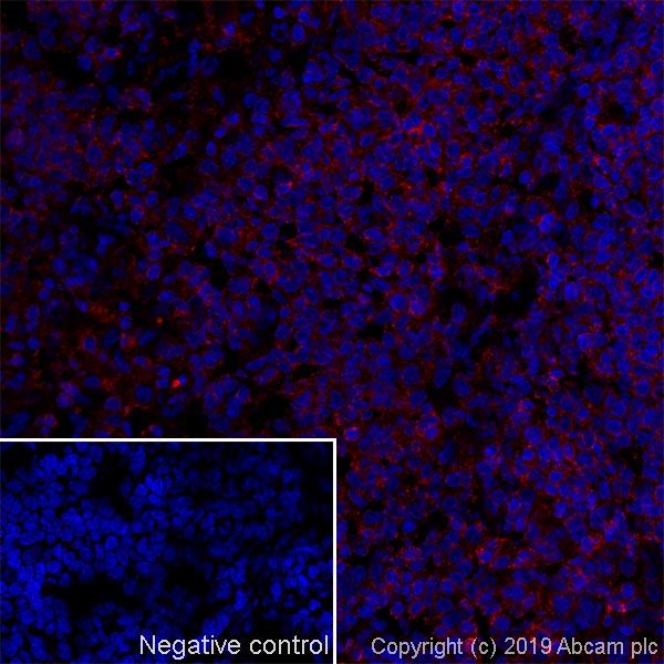 Immunohistochemistry (Frozen sections) - Anti-CD45 antibody [MRC OX-1] - BSA and Azide free (AB244568)