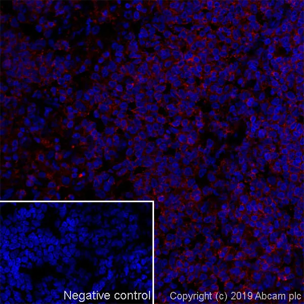 Immunohistochemistry (Frozen sections) - Anti-CD45 antibody [MRC OX-1] - BSA and Azide free (AB244568)