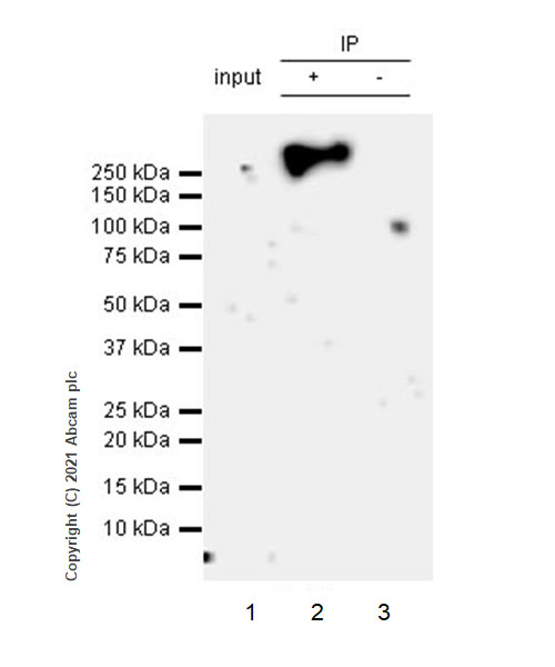 Immunoprecipitation - Anti-CD45 antibody [RM1007] (ab281586), expandable thumbnail