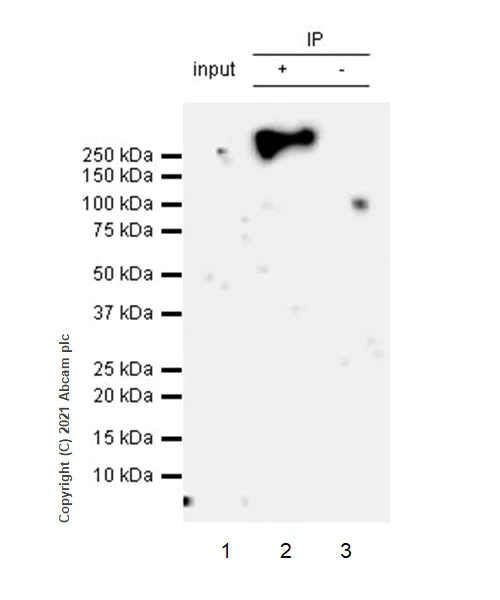 Immunoprecipitation - Anti-CD45 antibody [RM1007] (AB281586)