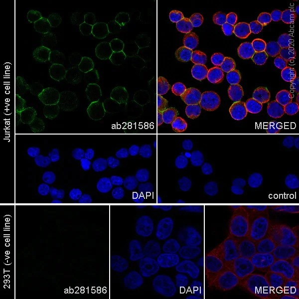 Immunocytochemistry - Anti-CD45 antibody [RM1007] - BSA and Azide free (AB282747)