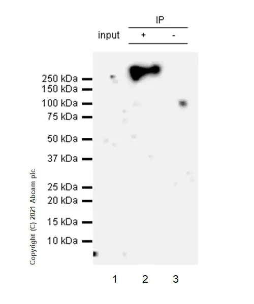 Immunoprecipitation - Anti-CD45 antibody [RM1007] - BSA and Azide free (AB282747)
