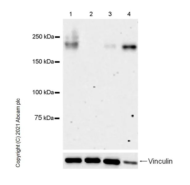 Anti-CD45 antibody [RM1007] - BSA and Azide free