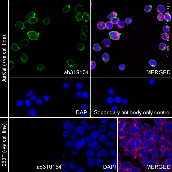 Immunocytochemistry/ Immunofluorescence - Anti-CD45 antibody [RM2051] (ab318154), expandable thumbnail