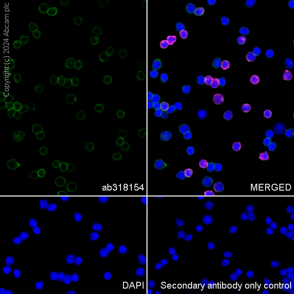 Immunocytochemistry/ Immunofluorescence - Anti-CD45 antibody [RM2051] (ab318154), expandable thumbnail