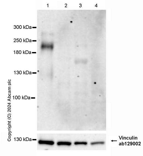Western blot - Anti-CD45 antibody [RM2051] (AB318154), expandable thumbnail