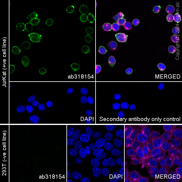 Immunocytochemistry/ Immunofluorescence - Anti-CD45 antibody [RM2051] - BSA and Azide free (AB318155)