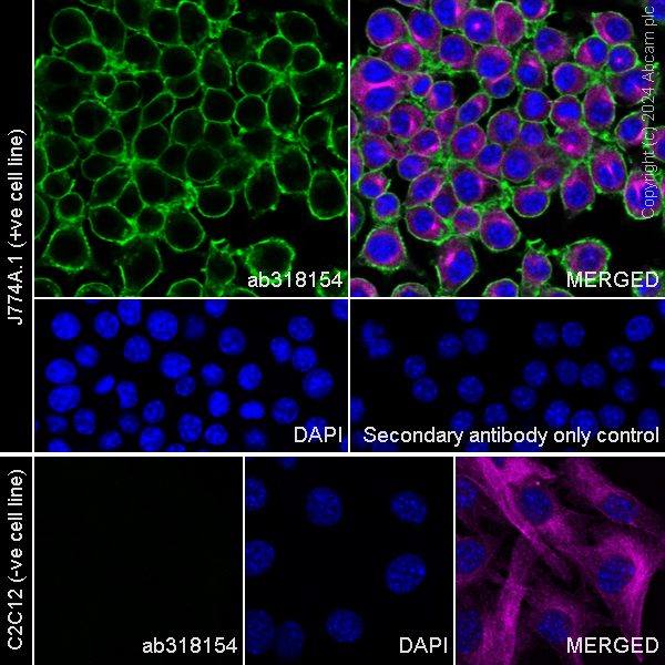 Immunocytochemistry/ Immunofluorescence - Anti-CD45 antibody [RM2051] - BSA and Azide free (AB318155), expandable thumbnail